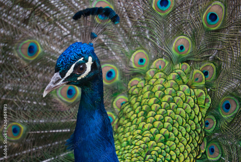 Fototapeta premium Exotic peacock portrait. Vibrant colors