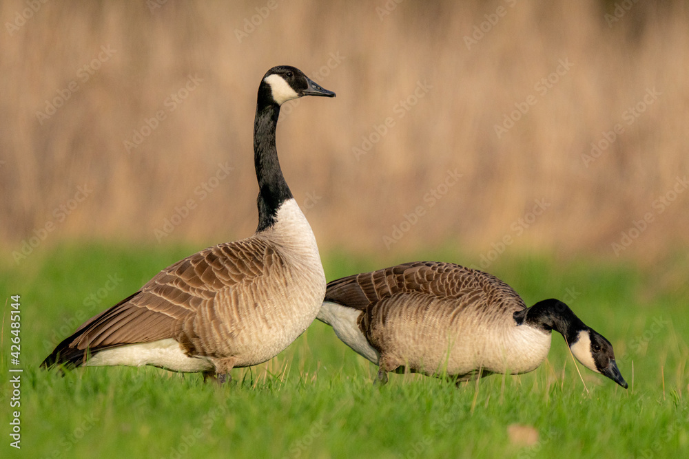 Canadian goose on the green