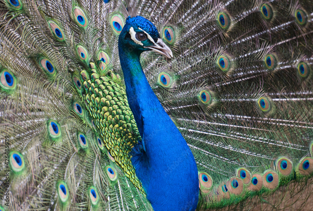 Obraz premium Exotic peacock portrait. Vibrant colors