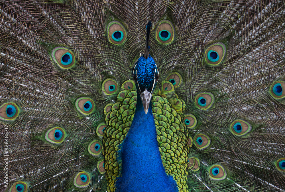 Obraz premium Exotic peacock portrait. Vibrant colors