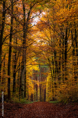 autumn in the park. Symmetry in the wood 