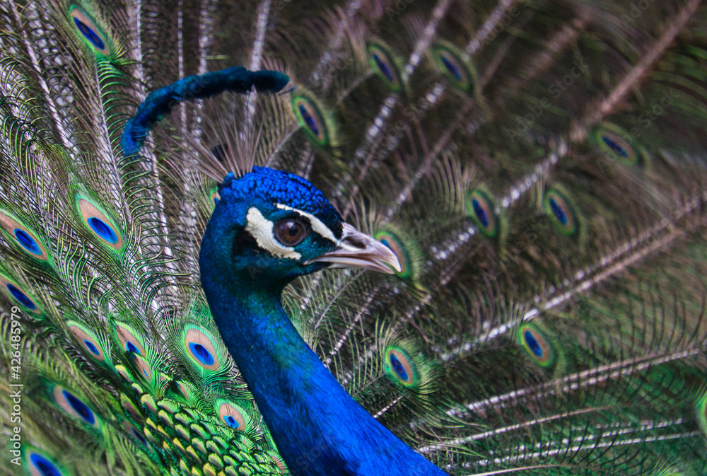 Obraz premium Exotic peacock portrait. Vibrant colors