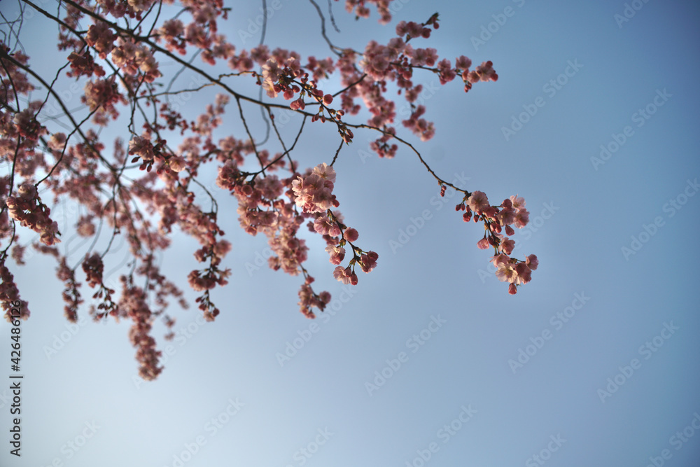 Kirschblüte einer Zierkirsche, der japanischen Sakura, Prunus serrulata Kanzan Kirschblüte einer Zierkirsche, der japanischen Sakura, Prunus serrulata Kanzan
