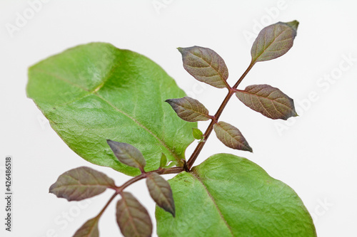 Cultivation of bell vines 