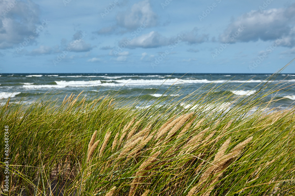 Ears of grass against the background of waves Ears of grass against the background of waves