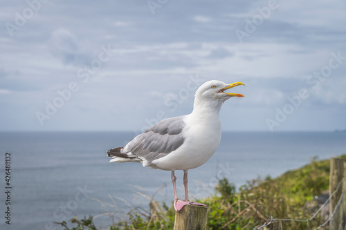 Large seagull sitting on wooden pole has open beak and looking at camera. Wild Atlantic Way in Dingle, Kerry, Ireland