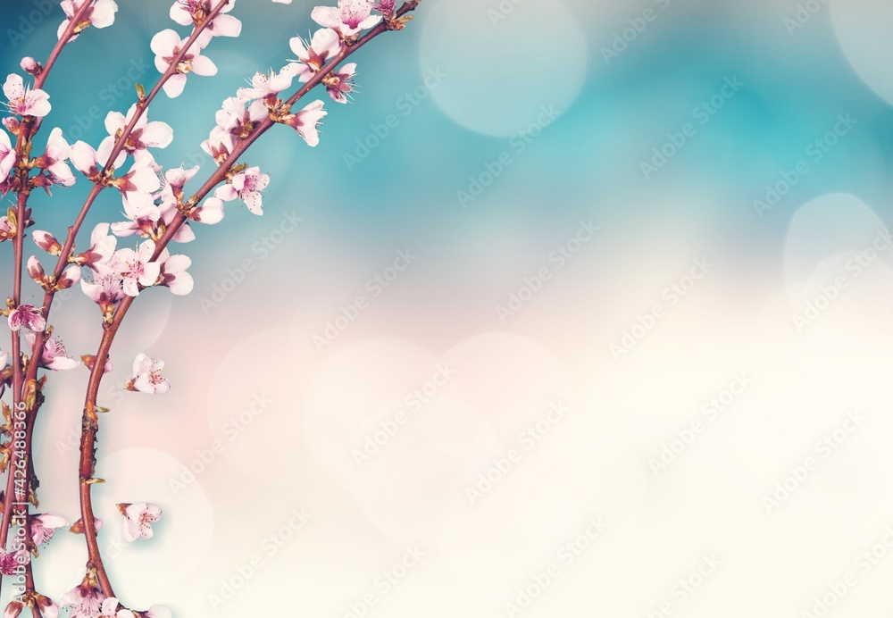 Fototapeta premium Flower.