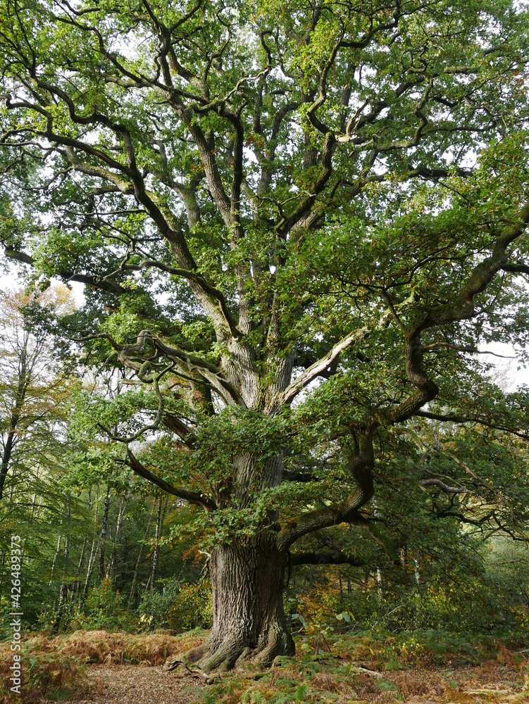 alter Eichenbaum im Naturschutzgebiet Urwald Sababurg