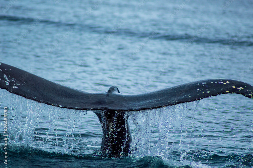 Obraz premium Whalewatching on iceland