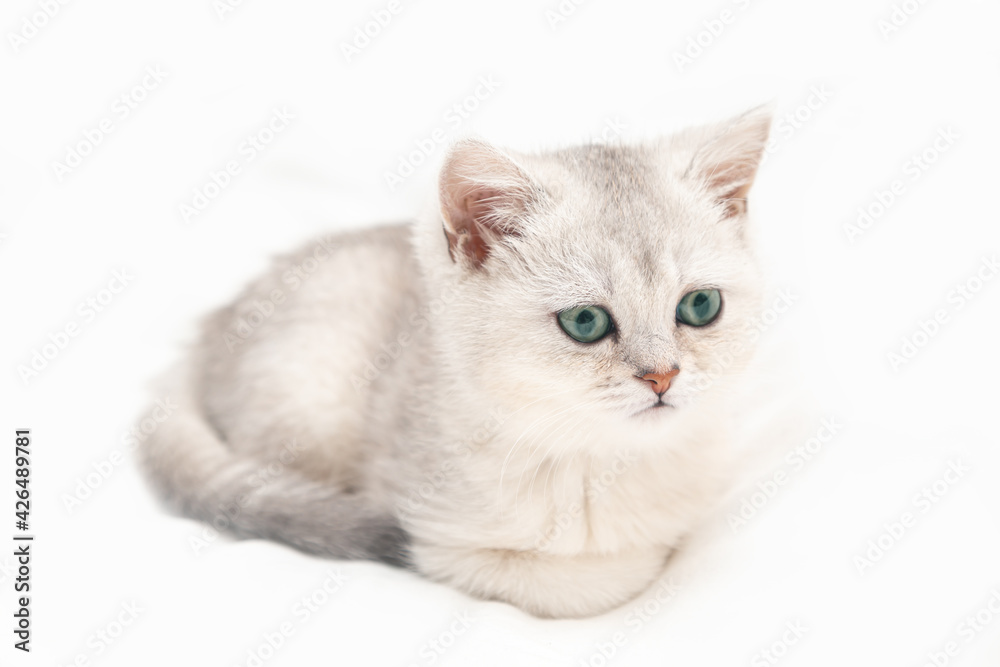 Small white British kitten on a white blanket. Funny curious pet. Copy space. Small white British kitten on a white blanket. Funny curious pet. Copy space.