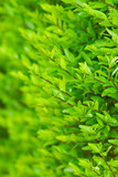 Vibrant boxwood bush texture. Light green bush texture. Green shrub in the garden for background and perspective.