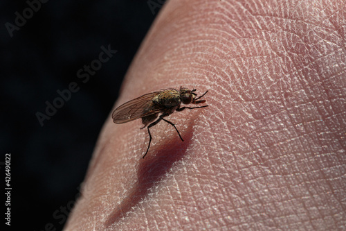 Tableau sur toile Close up of a fly on skin
