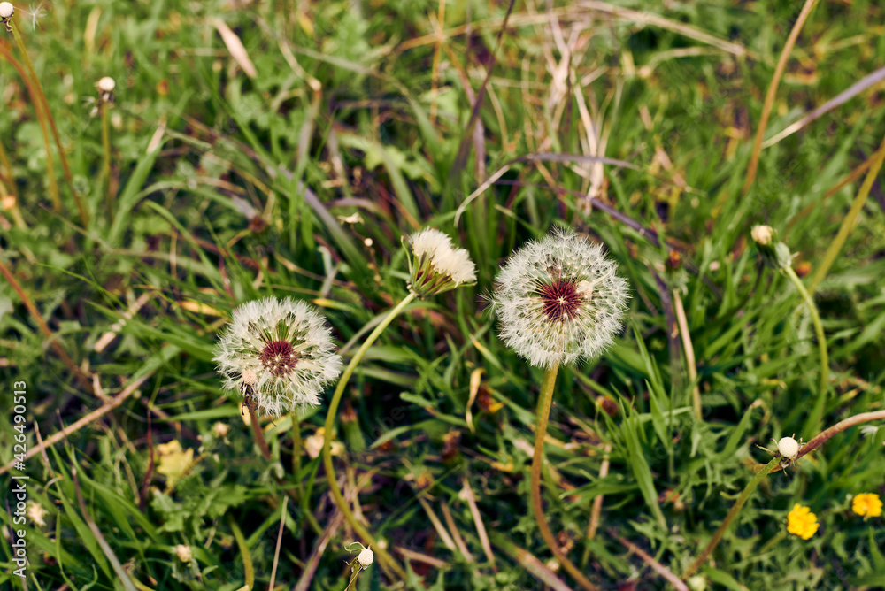 A dandelion flower surrounded by vegetation A dandelion flower surrounded by vegetation