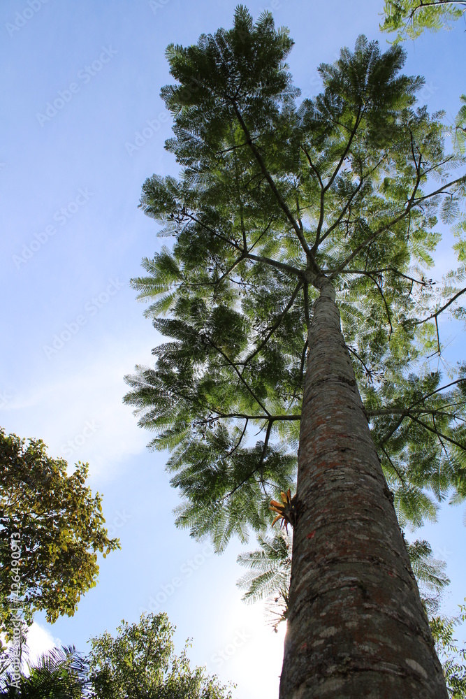 Fototapeta premium pine tree with sky