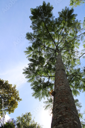 pine tree with sky © Rieg