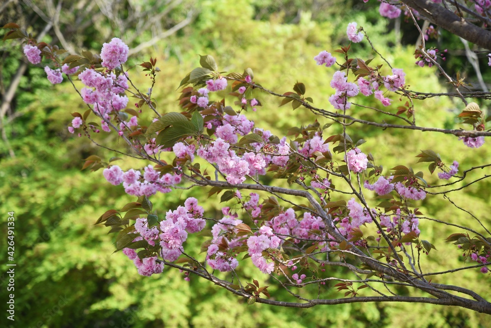 Double cherry blossoms in full bloom.