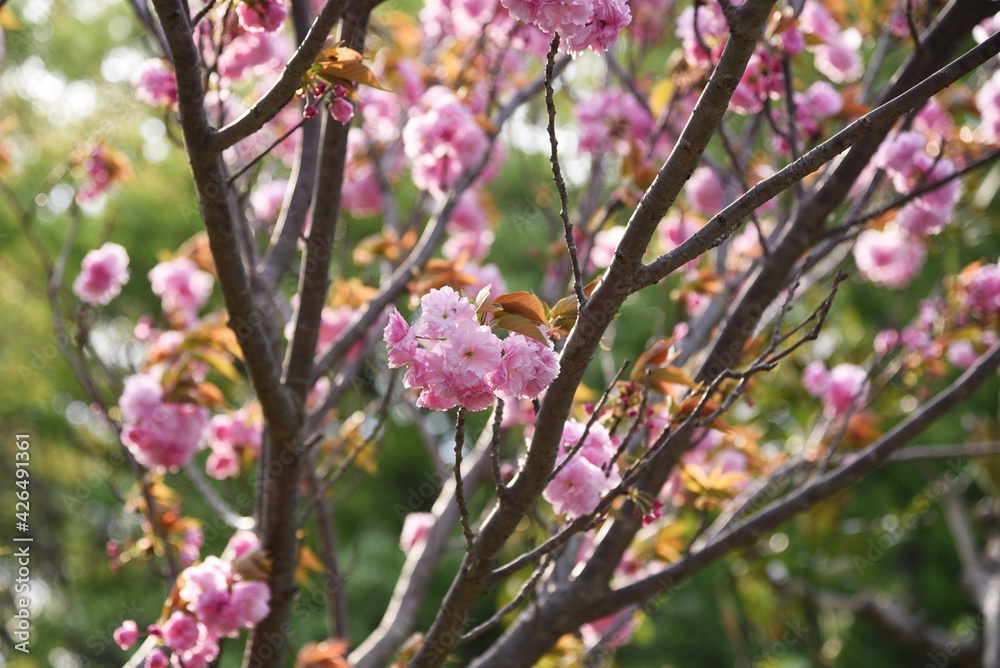 Double cherry blossoms in full bloom. Double cherry blossoms in full bloom.