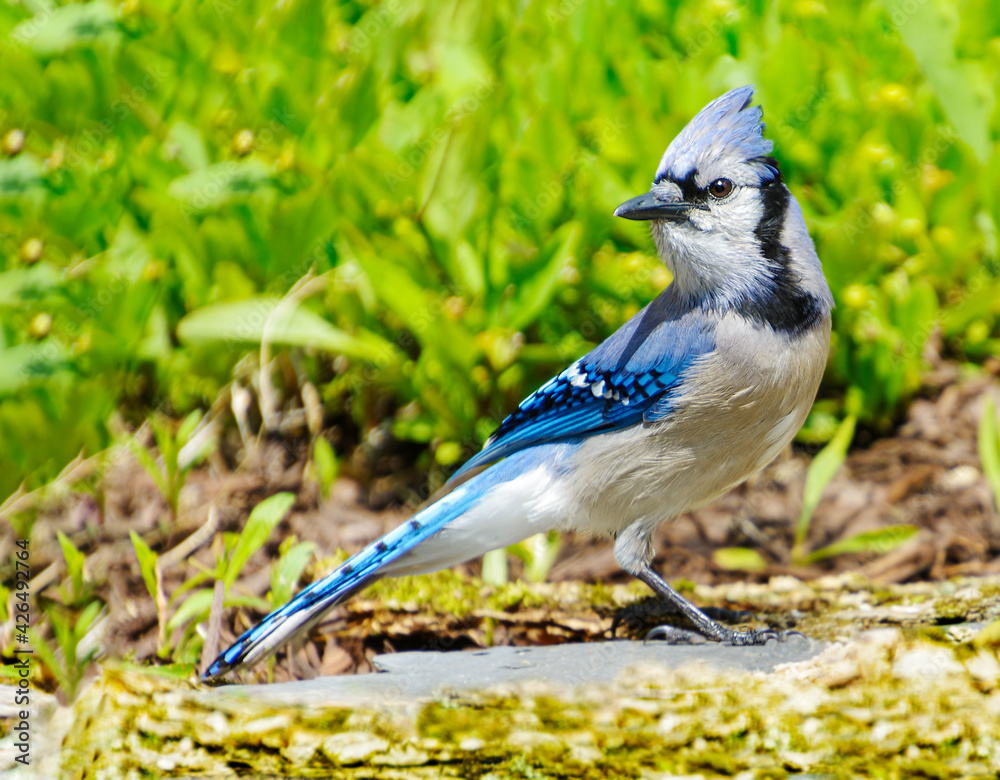 Obraz premium Bluejay bird posing on the ground with green background 