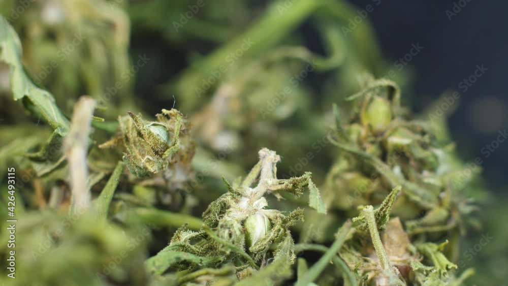Cannabis in smoke. Medical marijuana buds and leaves. Dried hemp product. Medicinal herb for depression. Cannabis in smoke. Medical marijuana buds and leaves. Dried hemp product. Medicinal herb for depression.