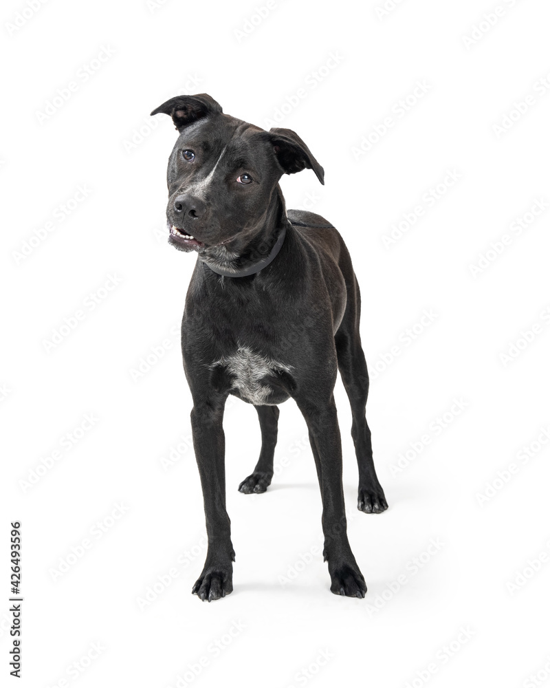 Black Large Mixed Breed Dog Standing Over White