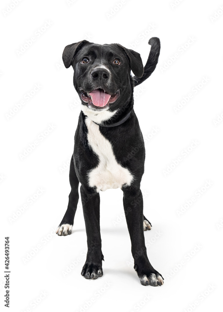 Friendly Happy Excited Mixed Breed Dog