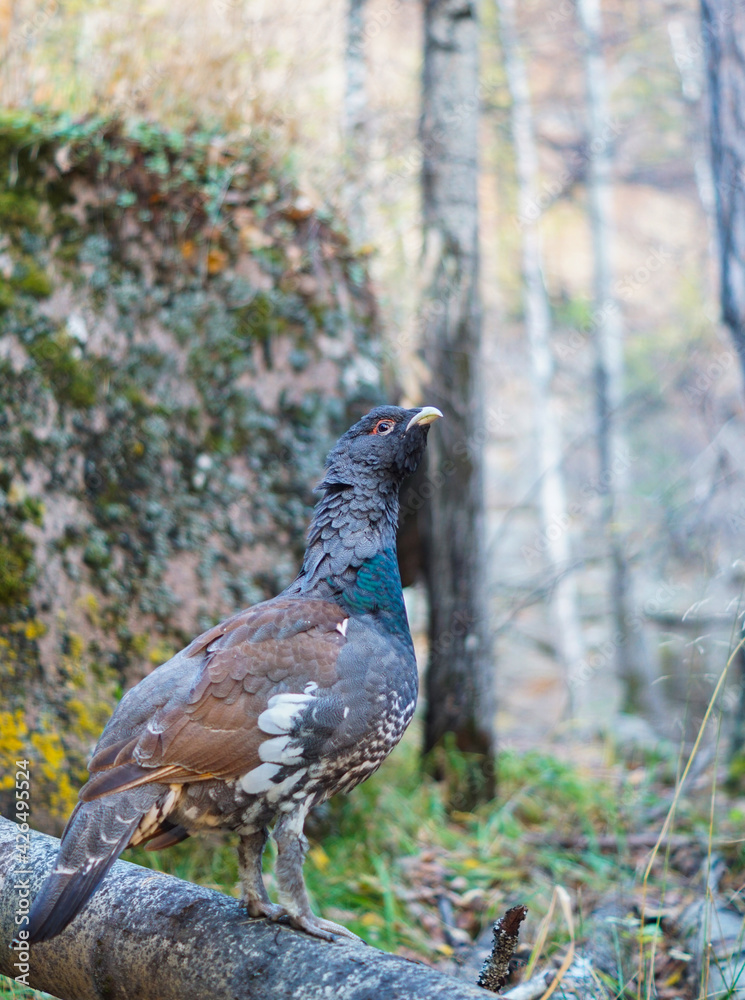 portrait of a capercaillie with a red eyebrow in the forest portrait of a capercaillie with a red eyebrow in the forest