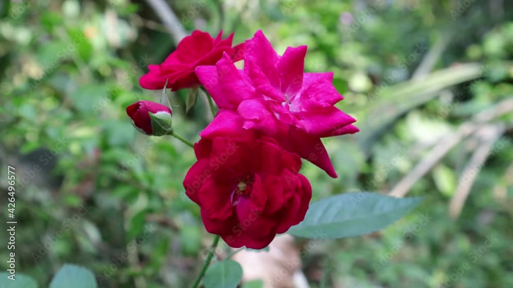 Beautiful time lapse video of a red rose flowers bunch with a bud Beautiful time lapse video of a red rose flowers bunch with a bud
