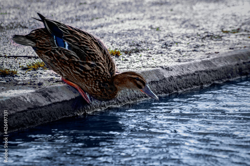A mallard female is about to jump into the water. The duck bend down and stands on the curb. Light is reflected on the pavement and in the water. A small tuft of grass grows on the pavement behind the
