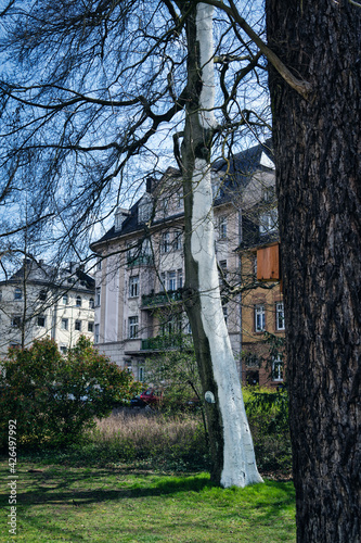 Baum mit Weiße Farbe