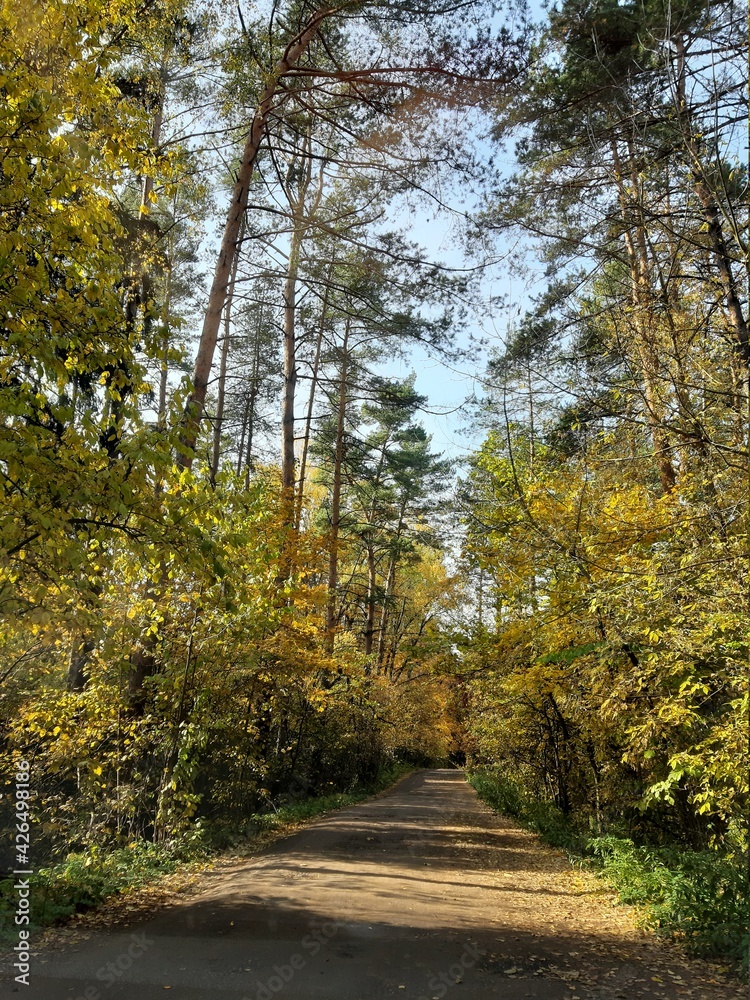 Fototapeta premium road in autumn forest
