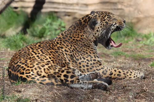 close up of leopard