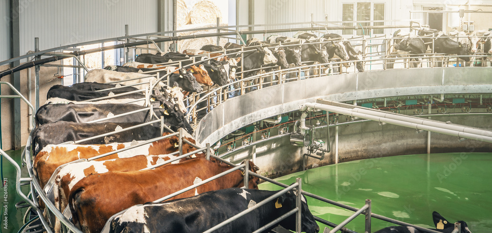 Cows on dairy farm on automated machine equipment for milking, banner panoramic image.