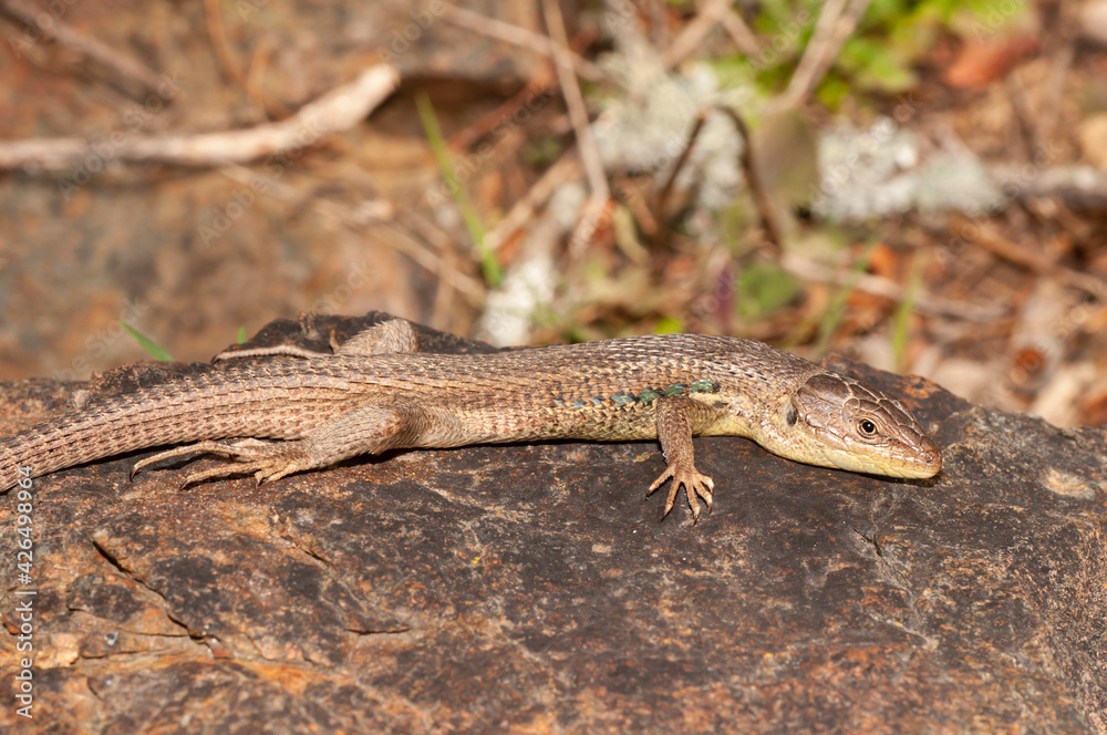Large Psammodromus (Psammodromus algirus) sunbathing over a rock. Large Psammodromus (Psammodromus algirus) sunbathing over a rock.