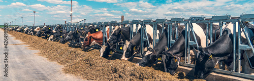 Panoramic banner image of outdoor cowshed on dairy farm with many cows eating hay. photo