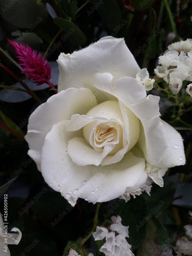 A white rose covered by the morning dew. A white rose covered by the morning dew.