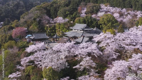 Onjo-ji Temple at Mii-dera, Sakura in Full Bloom, Shiga Prefecture, Japan. photo