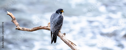 Canvas-taulu Peregrine falcon perched on a cliffside branch in Southern California