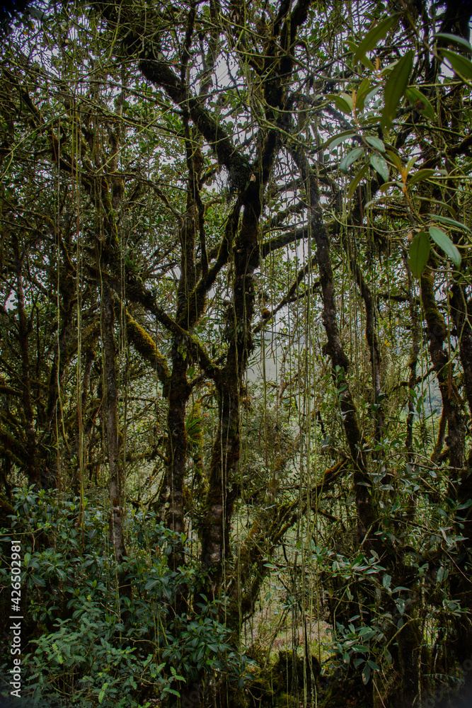 green trees in the tropical forest 