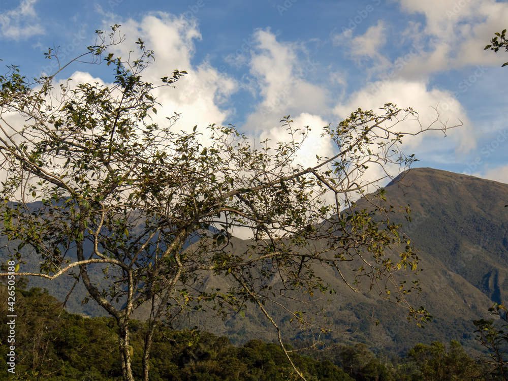An alder tree captured against the Andean mountains of Colombia and a partialy cloudy sky in the afternoon.