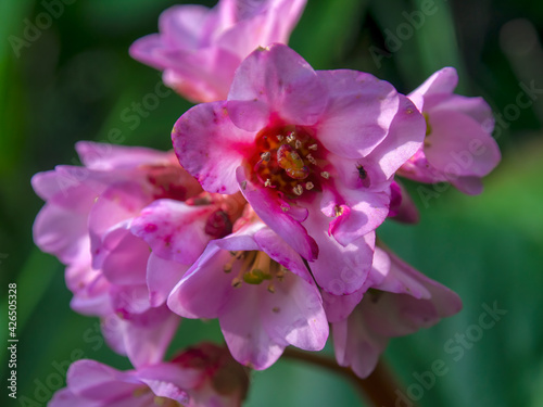 Macro photography of bergenia flowers  captured at a garden in the central Andean mountains of Colombia  near the town of Arcabuco in the department of Boyaca.