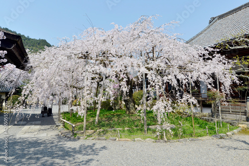 春の毘沙門堂　宸殿前の枝垂れ桜　京都市山科区 photo