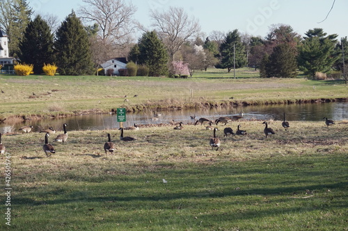 Canadian Geese in a Wetland Field during Spring Tiime