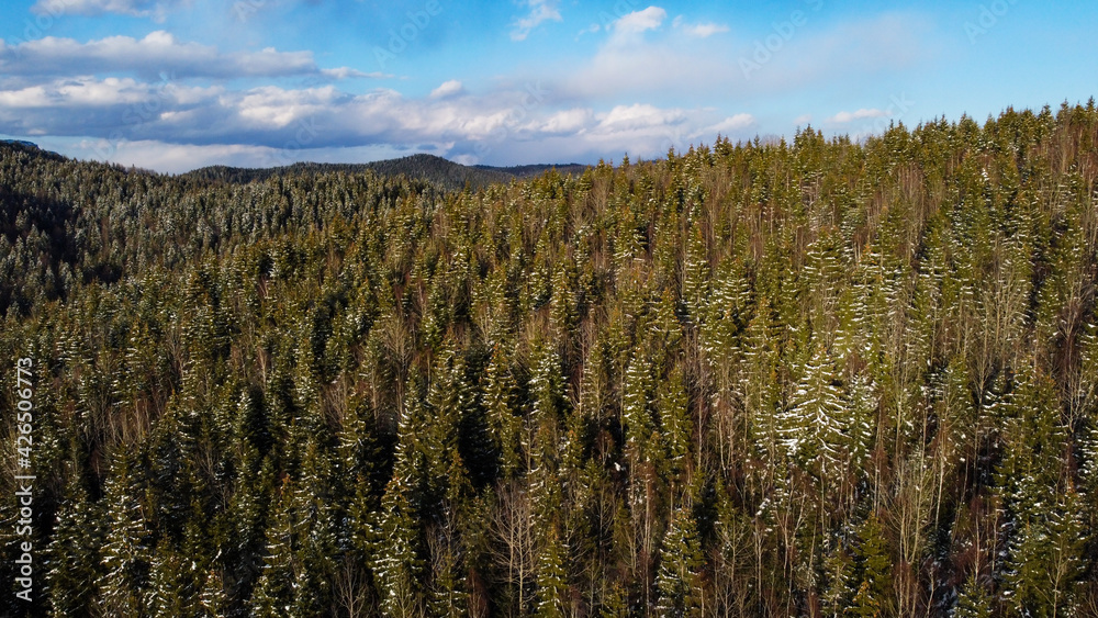 Aerial drone view of forest on winter on sunny day. Green trees covered with a snow, view from above. Landscape of forest at sunset. Woodland. Coniferous trees, fir, pine and spruce. Aerial drone view of forest on winter on sunny day. Green trees covered with a snow, view from above. Landscape of forest at sunset. Woodland. Coniferous trees, fir, pine and spruce.