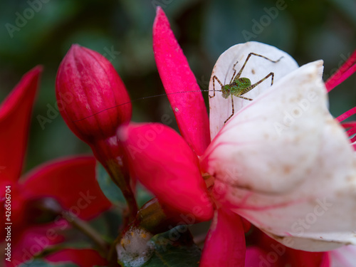 Macro photography of a green katydid on a fuchsia flower, captured in a garden near the colonial town of Villa de Leyva, Colombia. photo