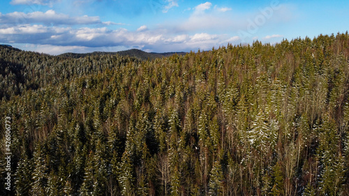 Aerial drone view of forest on winter on sunny day. Green trees covered with a snow, view from above. Landscape of forest at sunset. Woodland. Coniferous trees, fir, pine and spruce.