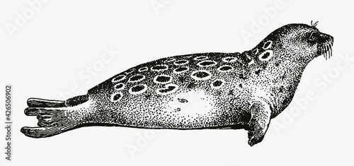 Lying ringed seal pusa hispida from the Arctic Ocean in profile side view