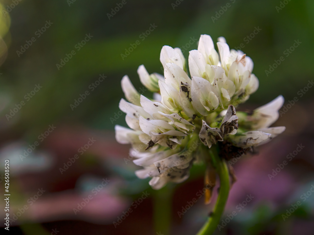 Macro photography of a white clover flower, captured in a farm near the town of Arcabuco, in the department of Boyaca, in the central Andean mountains of Colombia. Macro photography of a white clover flower, captured in a farm near the town of Arcabuco, in the department of Boyaca, in the central Andean mountains of Colombia.