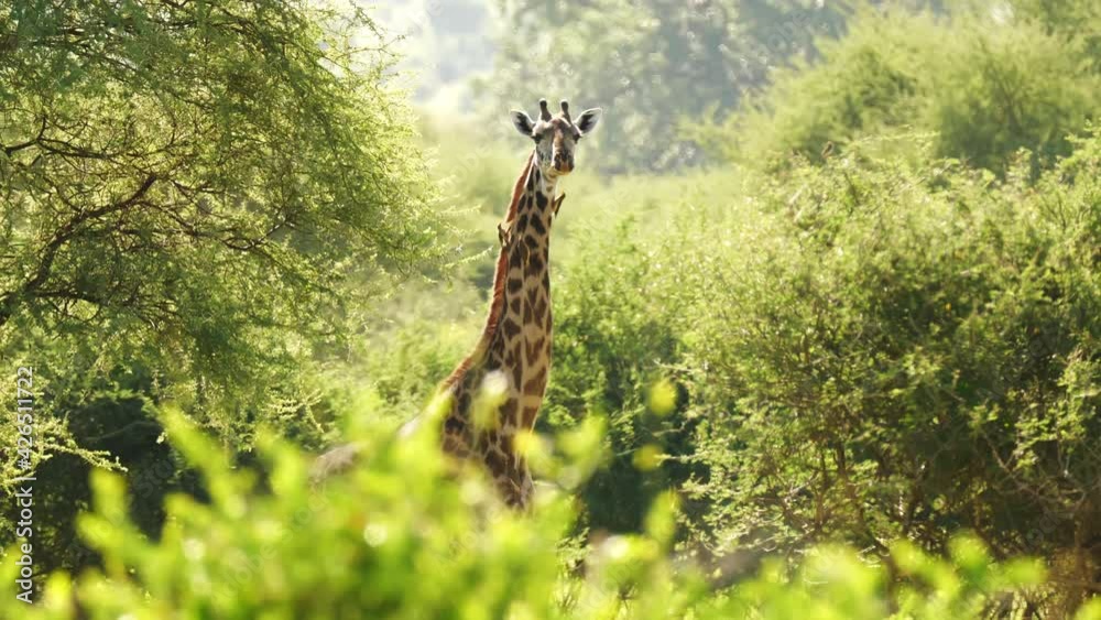 Giraffe (Giraffa camelopardalis) in Kruger National Park, South Africa. Amazing scene of row of cars on safari watching wild animals shot from drone. Concept of wildlife, nature, africa.
