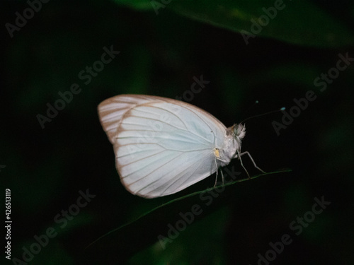 butterfly on a leaf