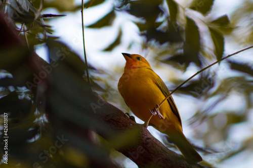yellow-crested canary